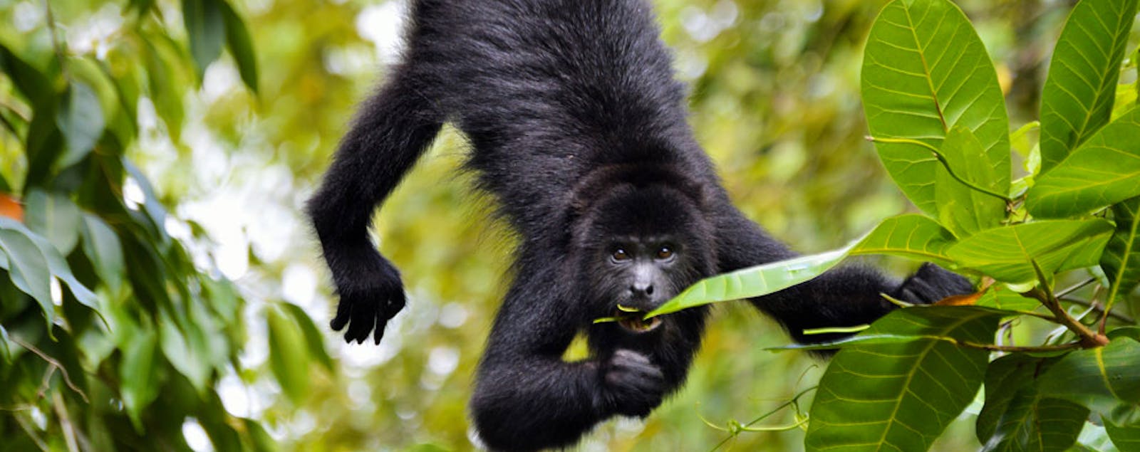 Community Baboon Sanctuary Women's Conservation Group