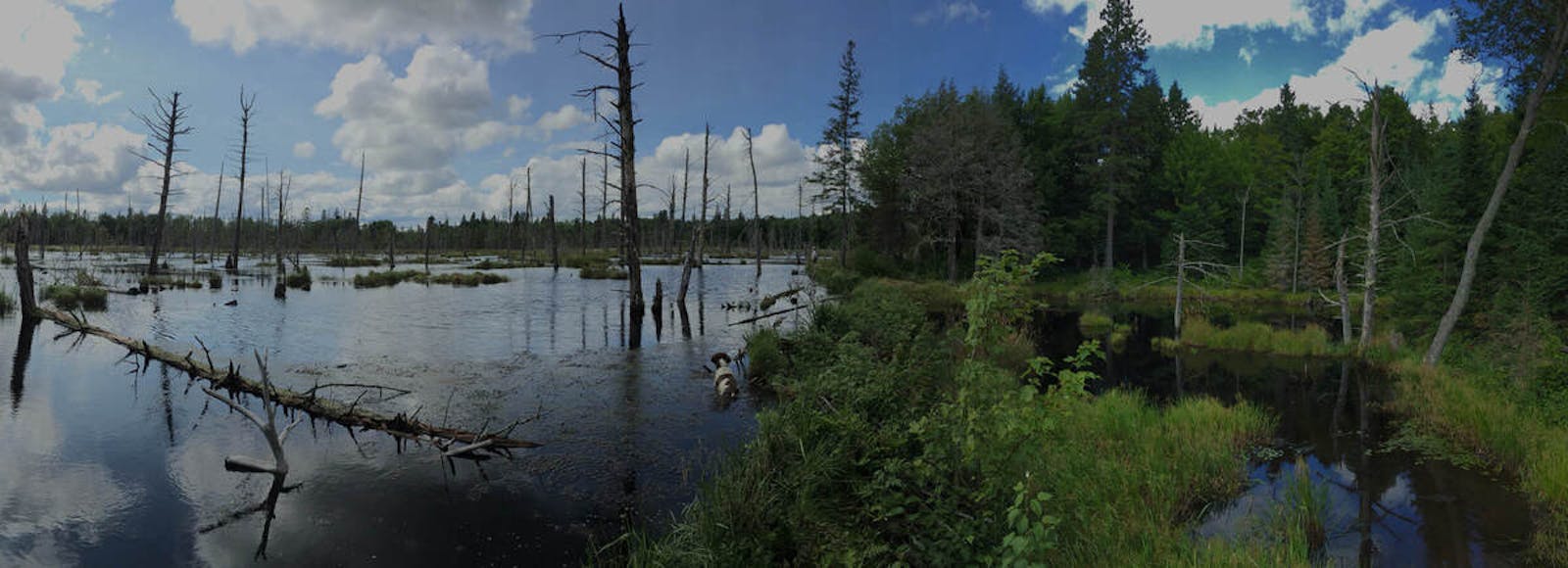 Superior Bio-Conservancy