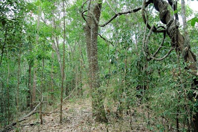 Irrawaddy & North Indochina Mixed Forests (IM11)