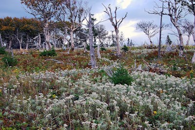Northeastern American Mixed Forests (NA10)