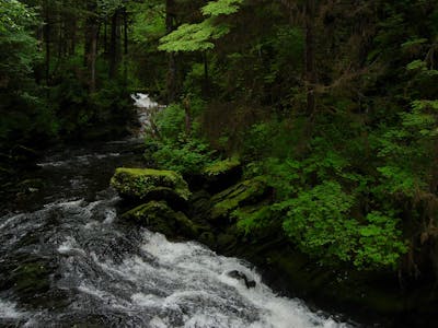 Far Northern Pacific Coast (NA5)