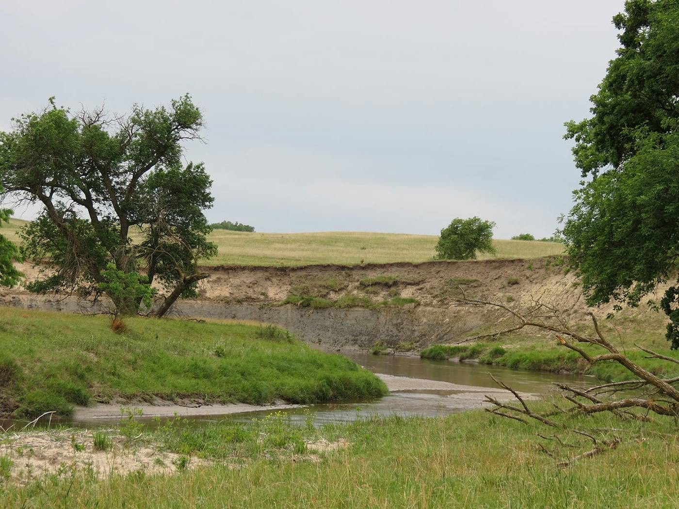 Southern Prairie Mixed Grasslands (NA20)