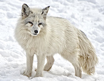 Arctic fox. Image credit: Pixabay Arctic fox. Image credit: Pixabay