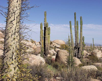 Baja California & Southern Deserts (NA30)
