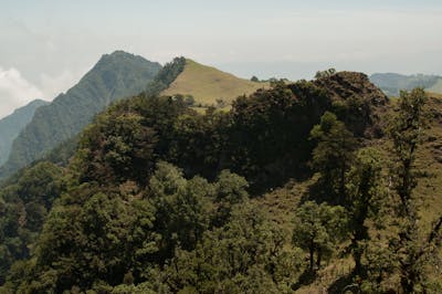 Mexican Dry & Coniferous Forests (NT28)
