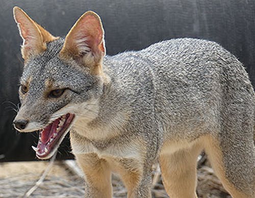 Sechuran fox (Lycalopex sechurae)