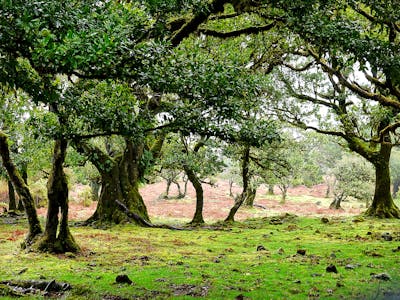 Madeira Evergreen Island (PA22)