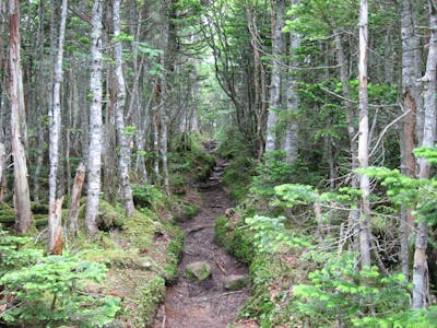 Japan Forest Islands (PA47)