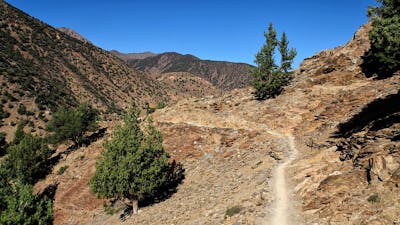 South Mediterranean Mixed Woodlands & Forests (PA23)