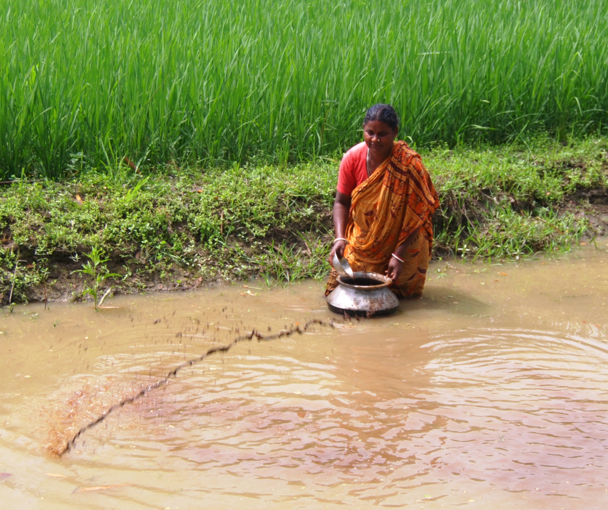 While fish get plenty to eat naturally in rice fields, many farmers in Bangladesh show respect to marine life by feeding them additional treats. Image Credit: WorldFish, Flickr. While fish get plenty to eat naturally in rice fields, many farmers in Bangladesh show respect to marine life by feeding them additional treats. Image Credit: WorldFish, Flickr.