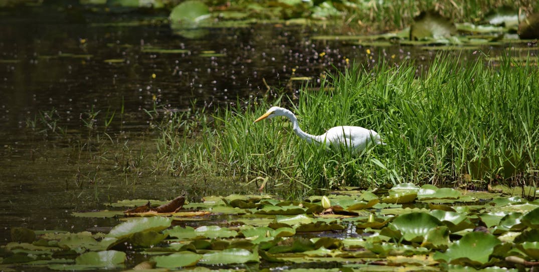 Wetland Restoration