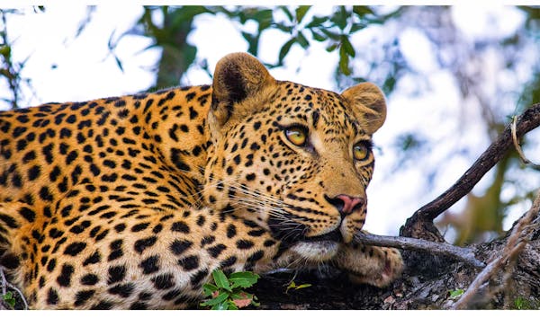 Wildlife’s contributions to people: A vital yet underappreciated role in conservation