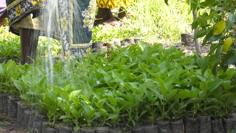 A tree nursery at the women-led Women Climate Knowledge center. Image credit: Courtesy of WCCI.org