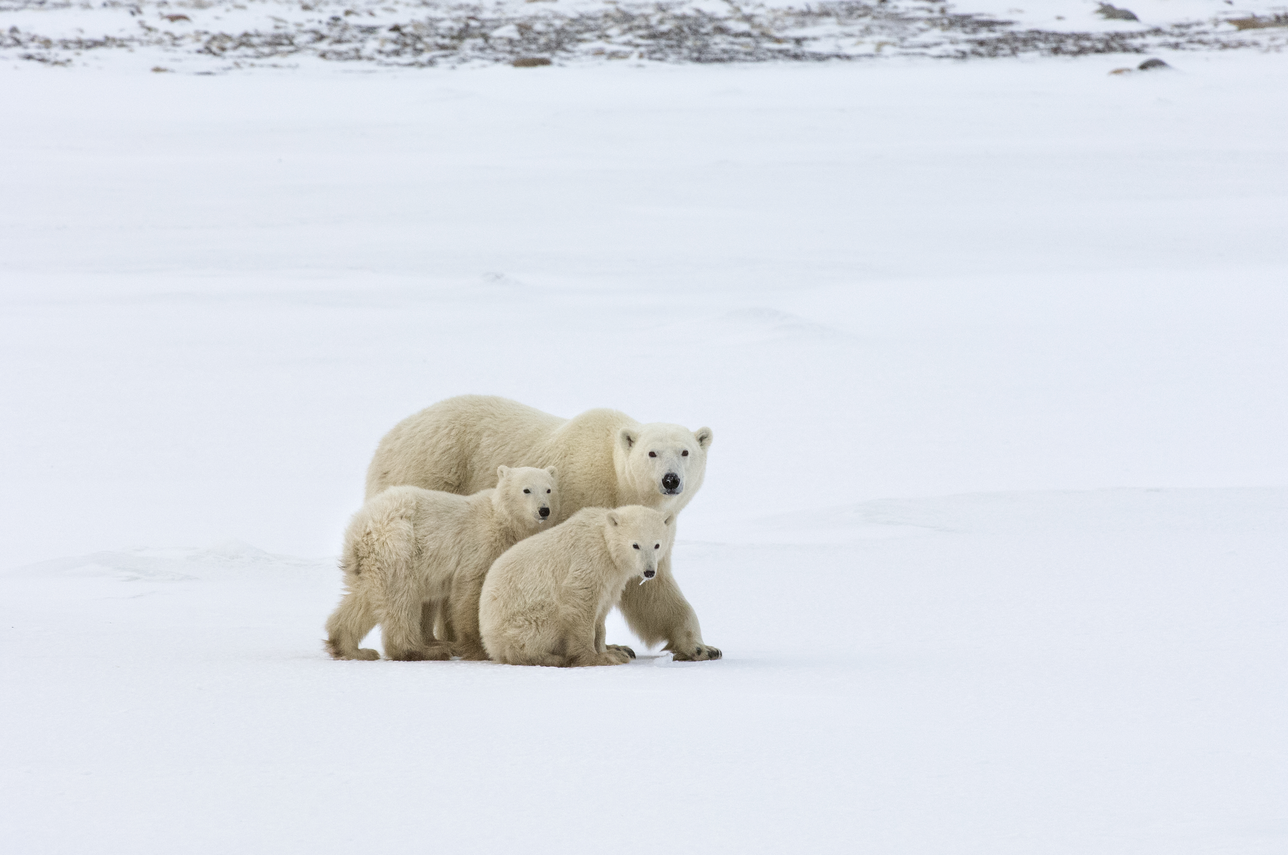 A mother polar bear and her two cubs. Image Credit: By Mint_Images, Envato Elements. A mother polar bear and her two cubs. Image Credit: By Mint_Images, Envato Elements.