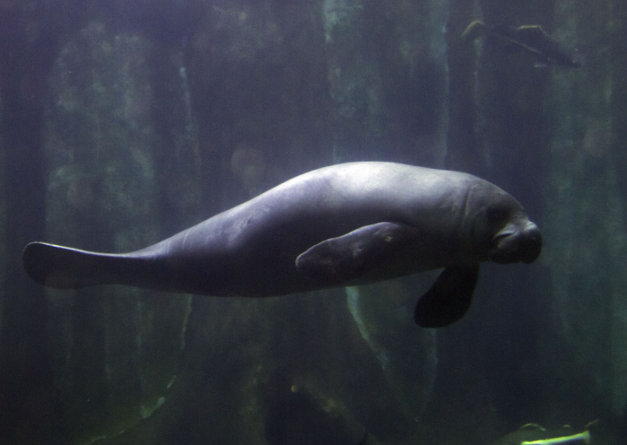 Amazonian manatee. Image Credit: Fábio Manfredini, Flickr.