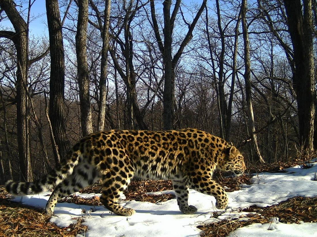 Camera traps have captured Amur leopards roaming both Russia and China, revealing their cross-border movements. Image Credit: Ministry of the Russian Federation for the Development of the Far East, Wiki Commons.