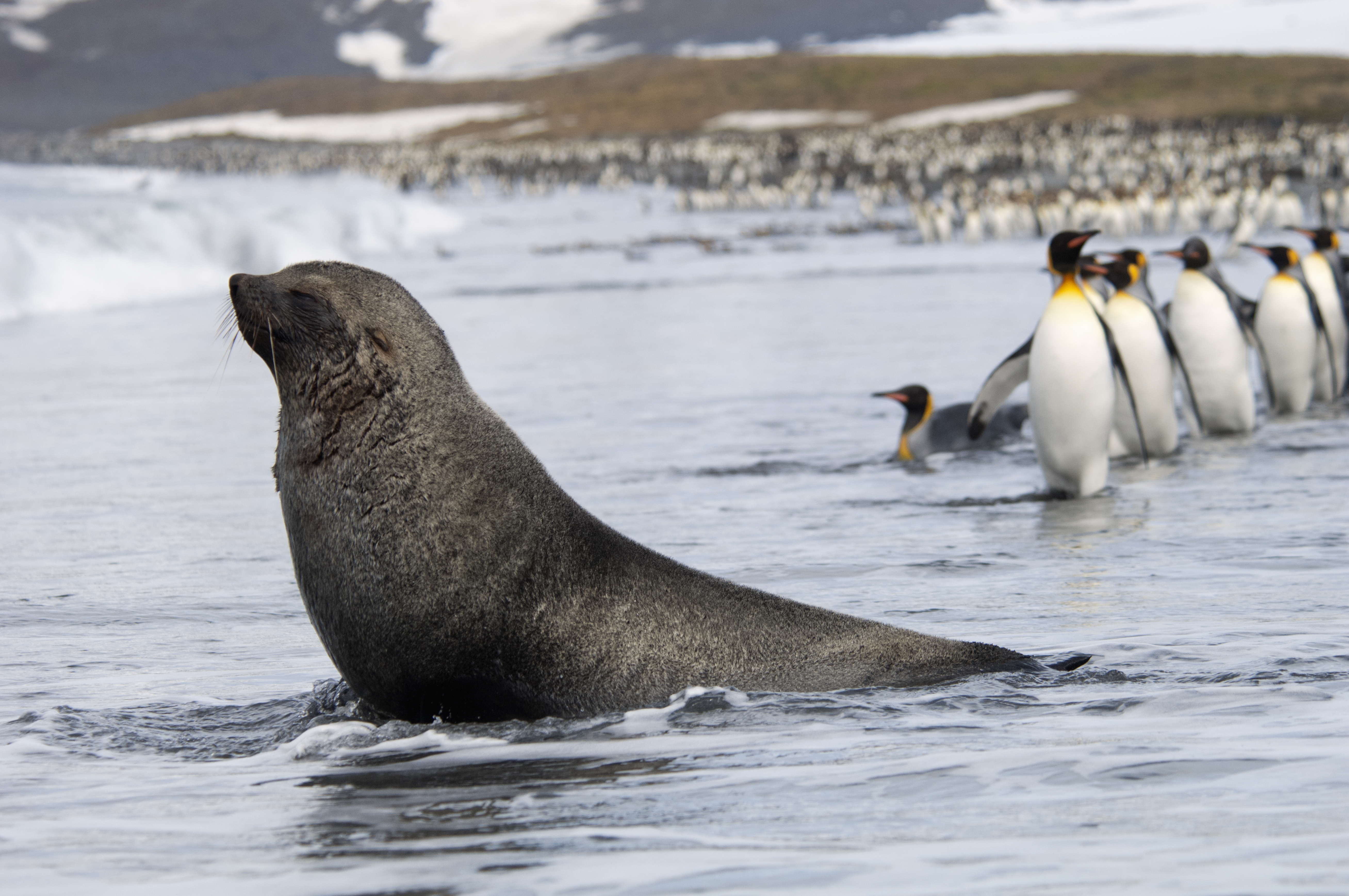An Antarctic fur seal hanging out on the seashore with a group of king penguins. Image Credit: Mint_Images, Envato.