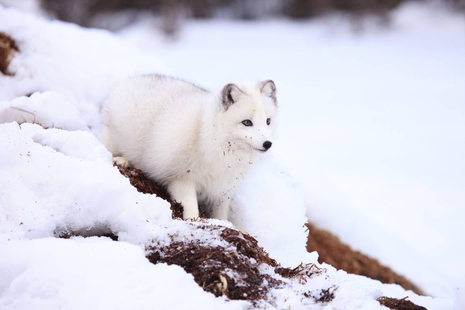 Arctic fox standing in snow. Photo | Dreamstime_38643935