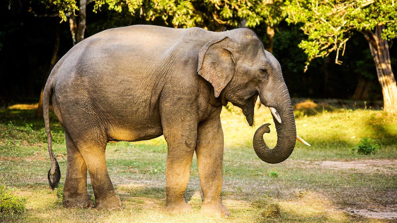 Asian elephant (Elephas maximus). Asian elephant (Elephas maximus). Image by Sanjiv Fernando