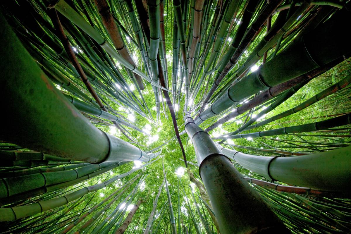 Bamboo forest in Hana, Kipahulu, Maui, Hawaii. Photo ID 12058966 © Idreamphotos | Dreamstime.com Bamboo forest in Hana, Kipahulu, Maui, Hawaii. Photo ID 12058966 © Idreamphotos | Dreamstime.com