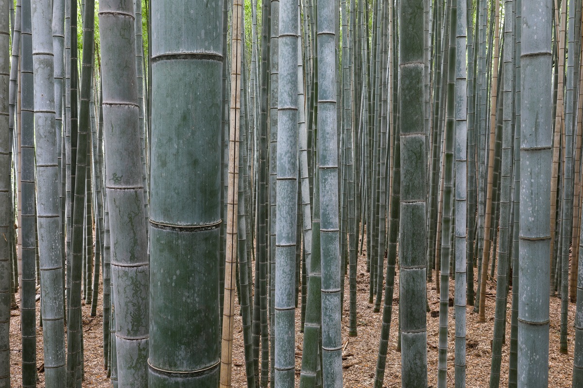 Bamboo forest, Arashiyama, Kyoto, Japan. Image credit: Courtesy of Basile Morin, CC by 4.0 Bamboo forest, Arashiyama, Kyoto, Japan. Image credit: Courtesy of Basile Morin, CC by 4.0