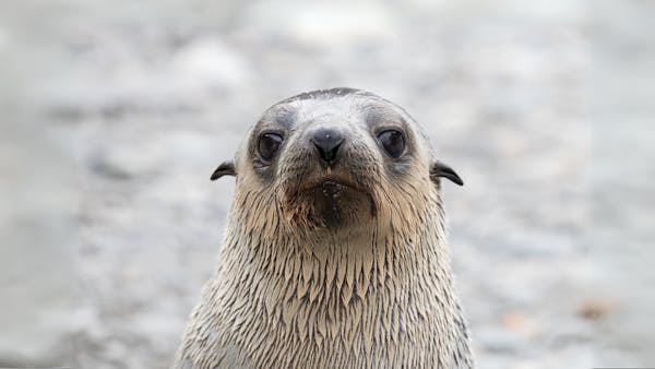 How the Antarctic fur seal came back from the brink of extinction