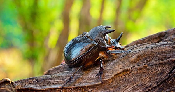 Rhinoceros beetles: one of the strongest insects with horned heads