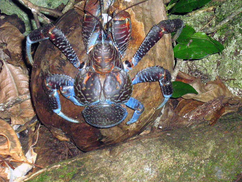 A coconut crab on its coconut dinner in Niue. Image Credit: fearlessRich, Wiki Commons. A coconut crab on its coconut dinner in Niue. Image Credit: fearlessRich, Wiki Commons.
