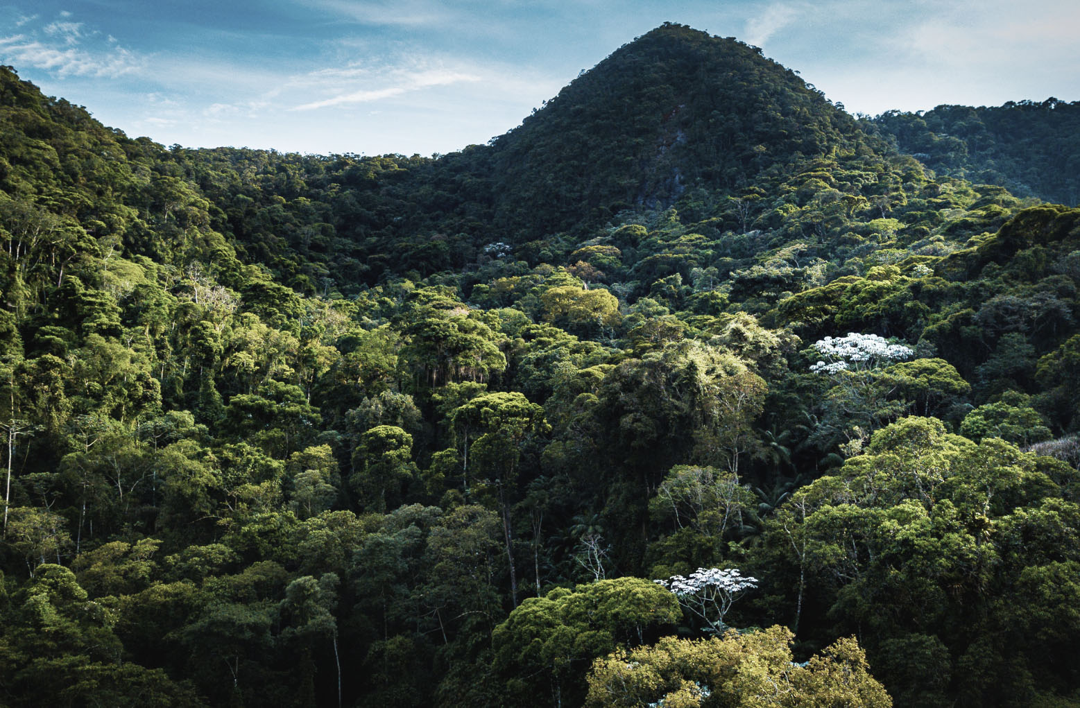 Atlantic Forest in the Rio Bonito de Lumiar Private Reserve, in the municipality of Nova Friburgo (Rio de Janeiro state). Atlantic Forest in the Rio Bonito de Lumiar Private Reserve, in the municipality of Nova Friburgo (Rio de Janeiro state).