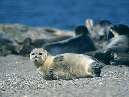 Caspian seal (Pusa caspica)