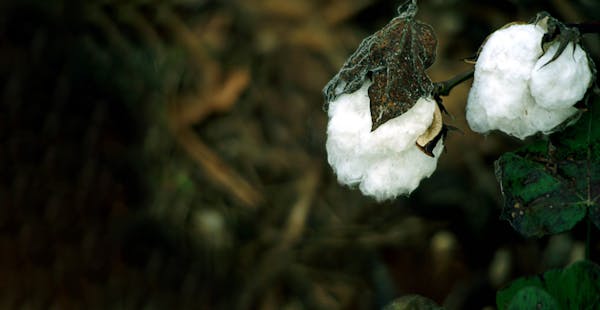 Sustainable Fiber & Pulp