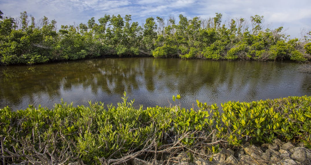 Mangrove Restoration