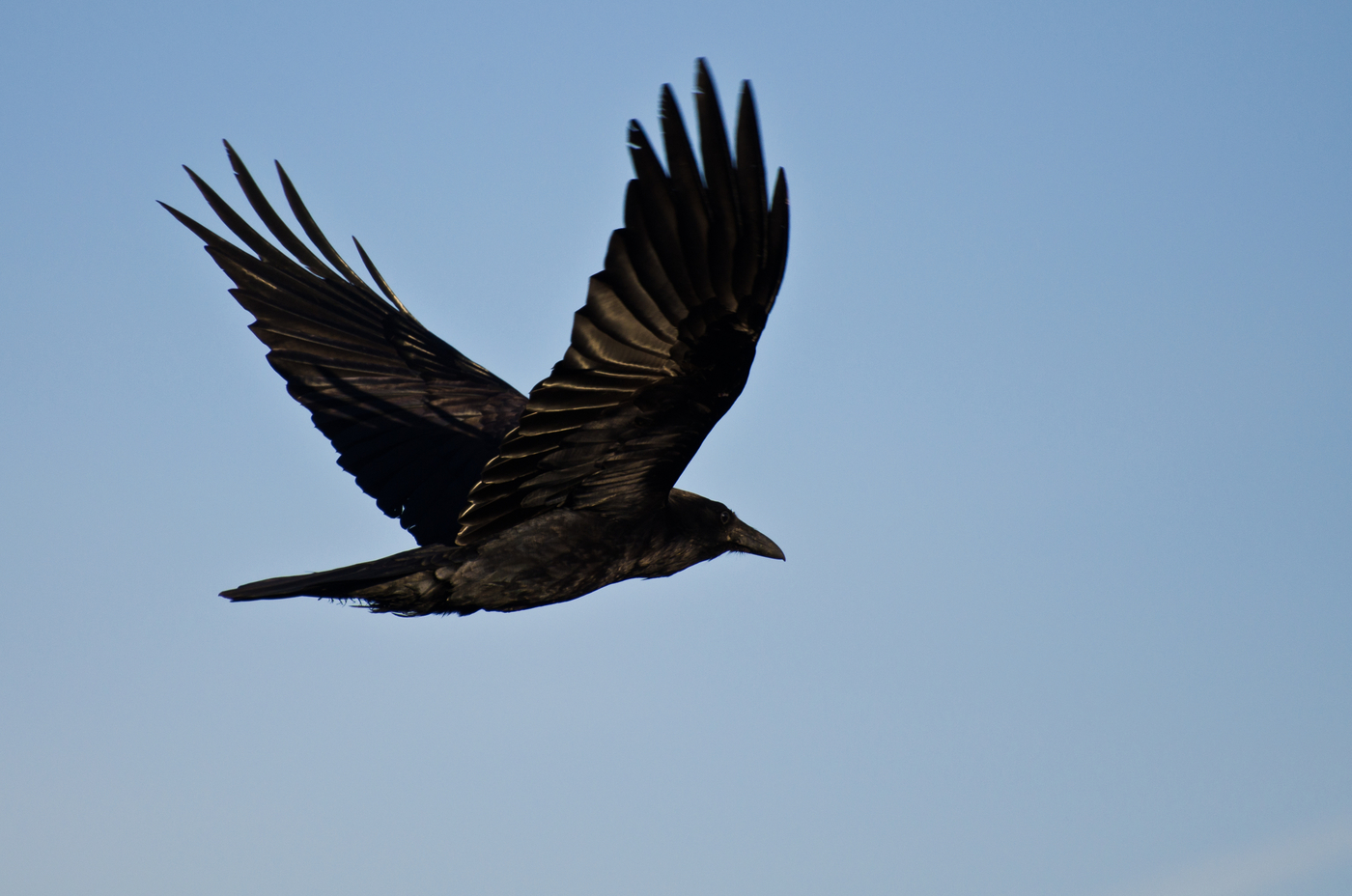 Common raven (Corvus corax) in flight. Common raven (Corvus corax) in flight.