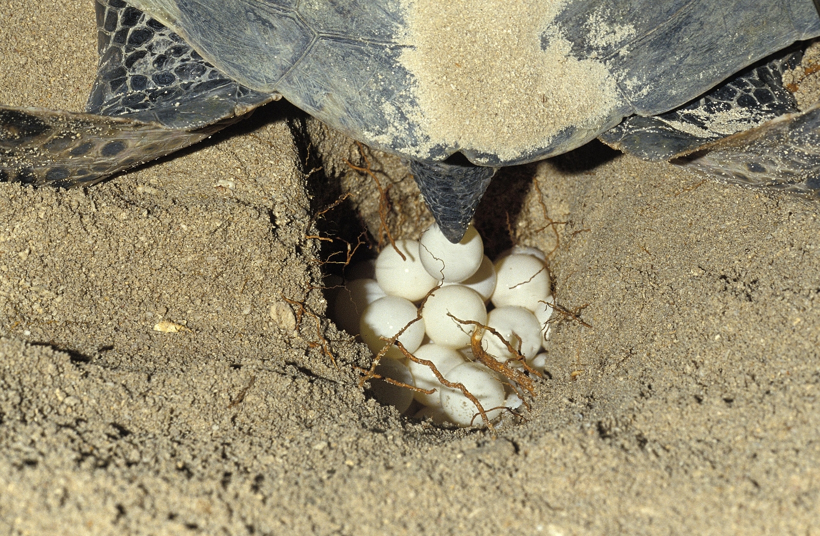 A female green sea turtle (Chelonia mydas) laying eggs in nest on a beach in Malaysia. Image Credit: © Slowmotiongli | Dreamstime.com. A female green sea turtle (Chelonia mydas) laying eggs in nest on a beach in Malaysia. Image Credit: © Slowmotiongli | Dreamstime.com.