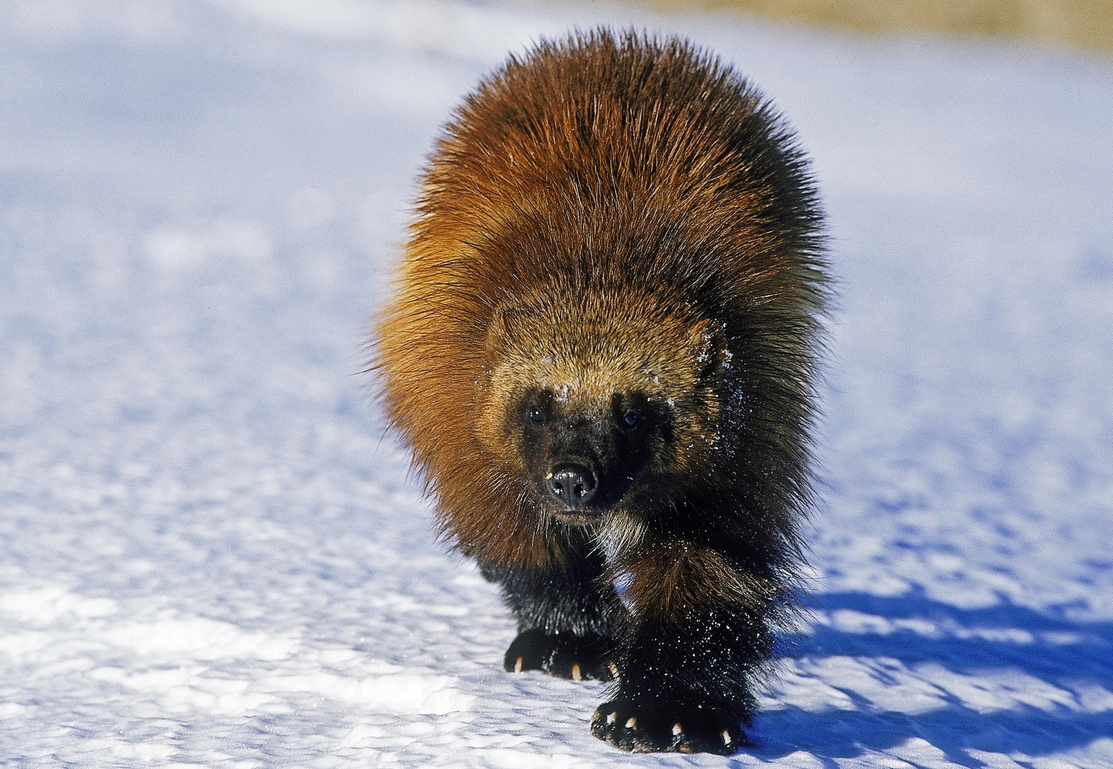 North American wolverine in Canada. Image Credit: © Slowmotiongli, Dreamstime. North American wolverine in Canada. Image Credit: © Slowmotiongli, Dreamstime.