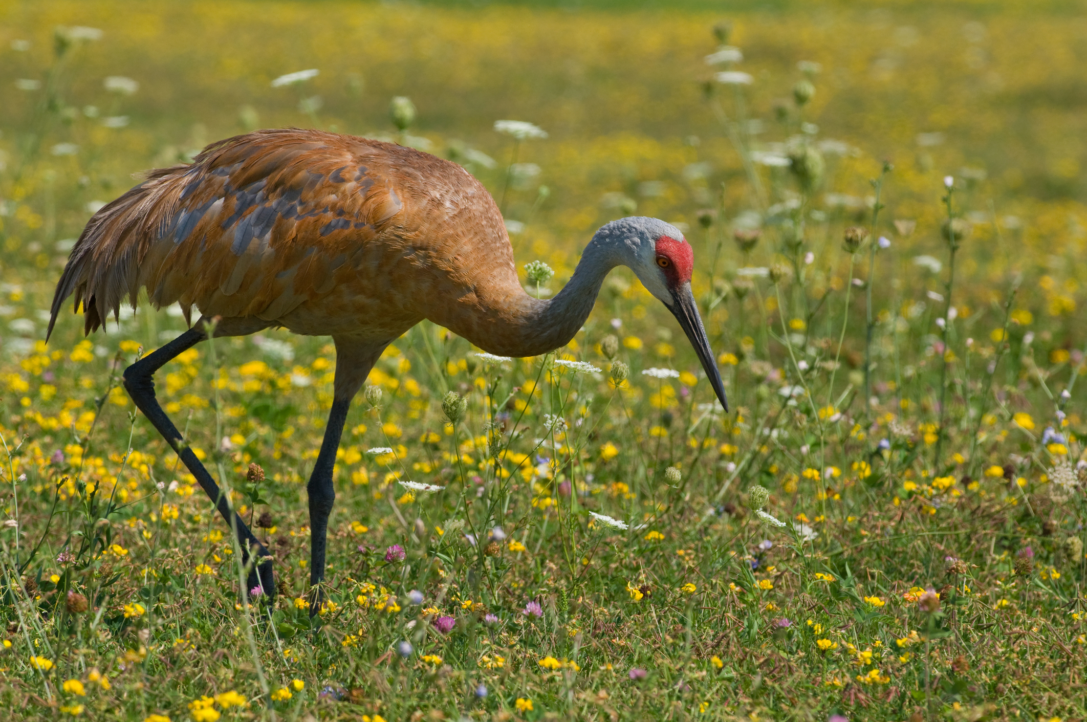 A more ochre colored sandhill crane probing a summer midwestern meadow for food. Image Credit: © Gerald Deboer, Dreamstime. A more ochre colored sandhill crane probing a summer midwestern meadow for food. Image Credit: © Gerald Deboer, Dreamstime.