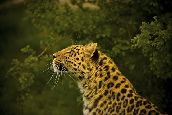 Meet the Amur leopard: The critically endangered big cat of the Far East