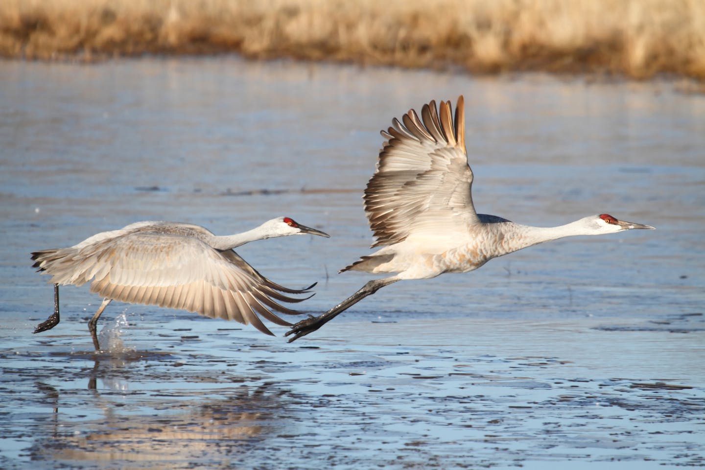 The remarkable journey of the sandhill crane across North America