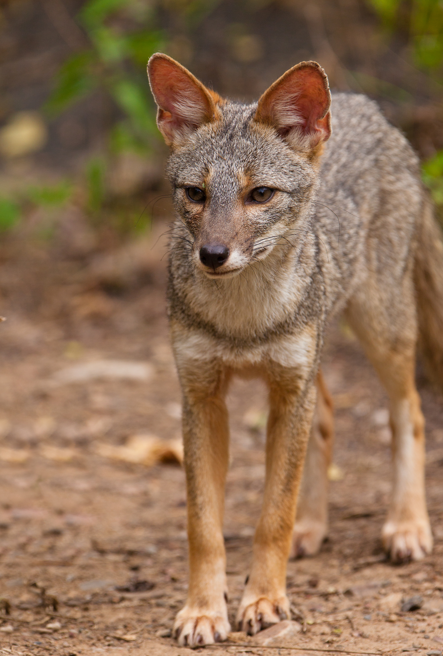 Closeup of a Sechuran fox at Chaparri Nature Reserve, Peru. Image Credit: © Joan Egert, Dreamstime. Closeup of a Sechuran fox at Chaparri Nature Reserve, Peru. Image Credit: © Joan Egert, Dreamstime.