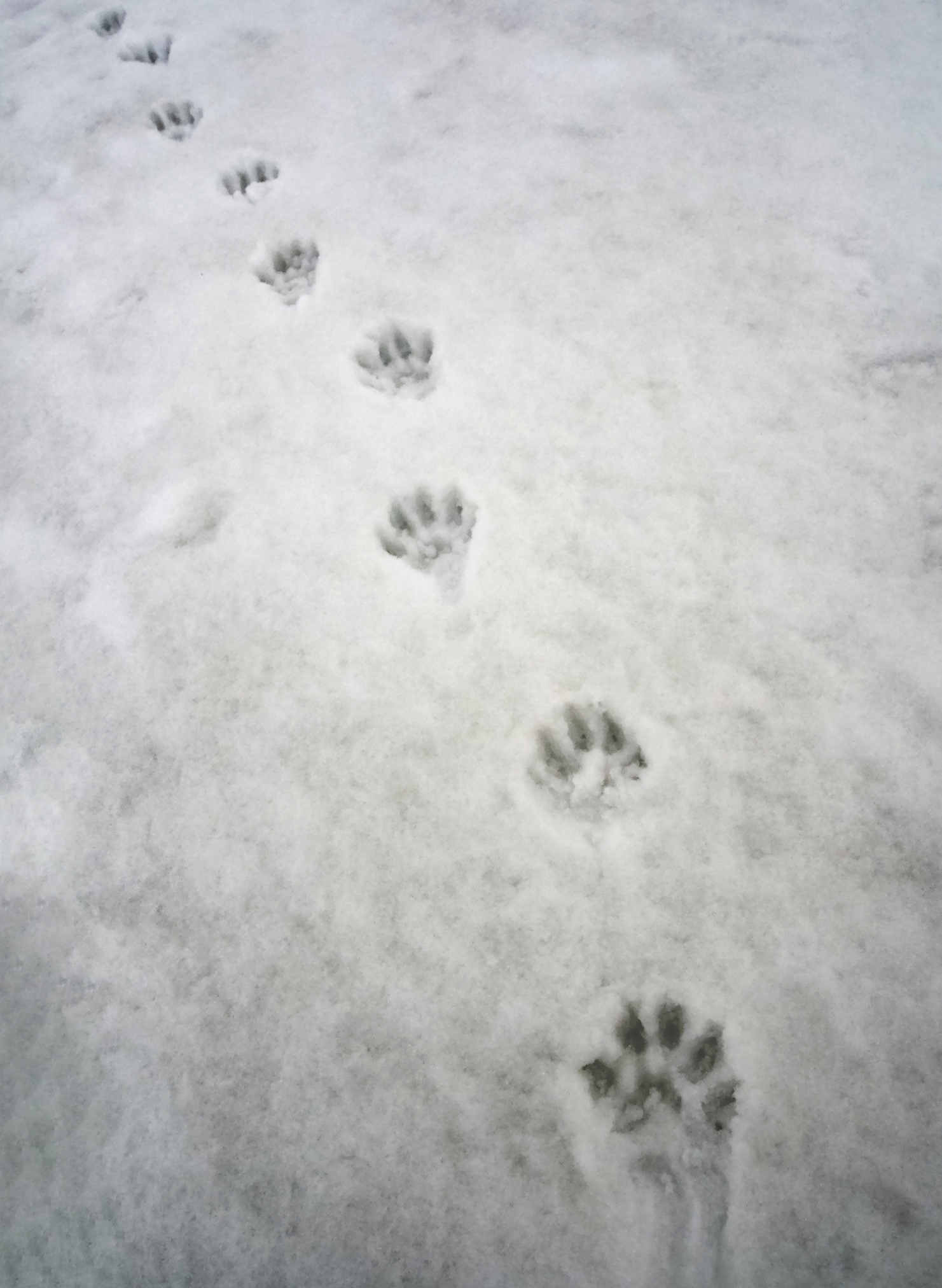 Wolverine paw prints in the snow. Image Credit: © Okyela, Dreamstime. Wolverine paw prints in the snow. Image Credit: © Okyela, Dreamstime.