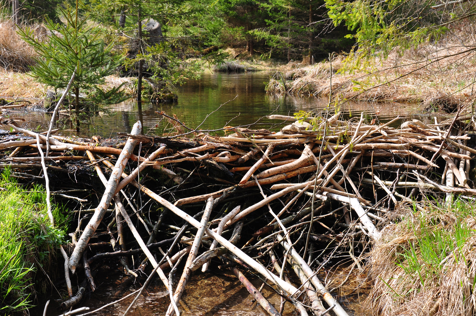 A robust beaver dam, like the one that has stopped flooding in Pickering. Image Credit: Rbiedermann | Dreamstime.com. A robust beaver dam, like the one that has stopped flooding in Pickering. Image Credit: Rbiedermann | Dreamstime.com.