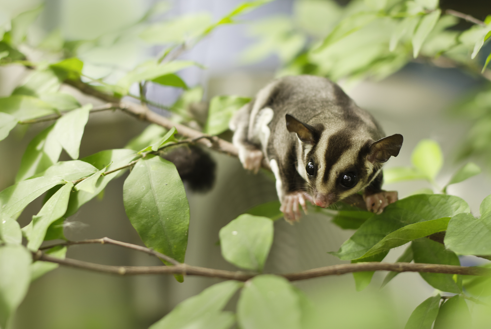 Sugar gliders (Petaurus breviceps) can be found gliding gracefully between trees in the Daintree Rainforest. Image Credit: © Pleprakaymas | Dreamstime.com.