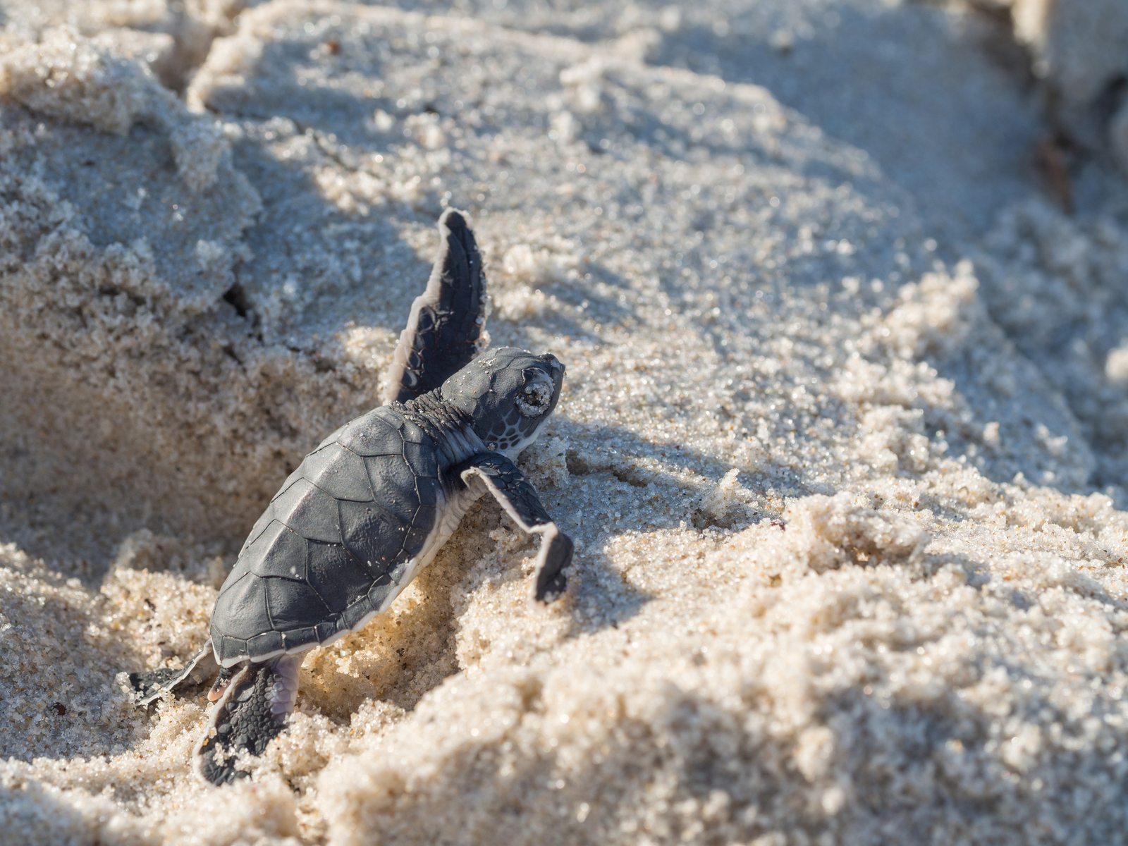 Small green sea turtle (Chelonia mydas) on their way to the sea on a beach in Tanzania, Africa, shortly after hatching. Image Credit: © Sohadiszno | Dreamstime.com. Small green sea turtle (Chelonia mydas) on their way to the sea on a beach in Tanzania, Africa, shortly after hatching. Image Credit: © Sohadiszno | Dreamstime.com.