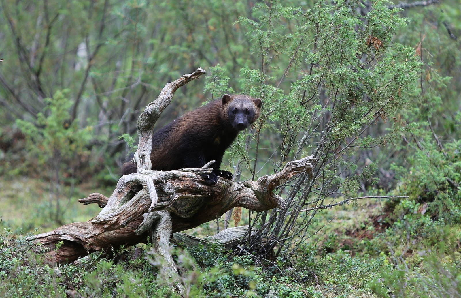 A wild wolverine in Lieksa, Finland. Image Credit: © Esa Lähteenmäki, Dreamstime. A wild wolverine in Lieksa, Finland. Image Credit: © Esa Lähteenmäki, Dreamstime.
