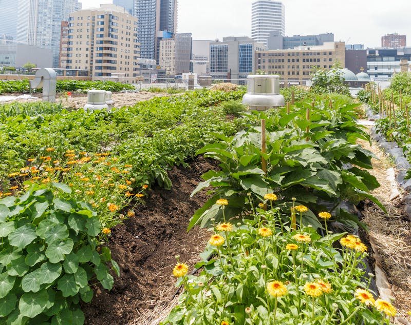 Urban rooftop garden. Image Credit: © Alisonh29 | Dreamstime.com.