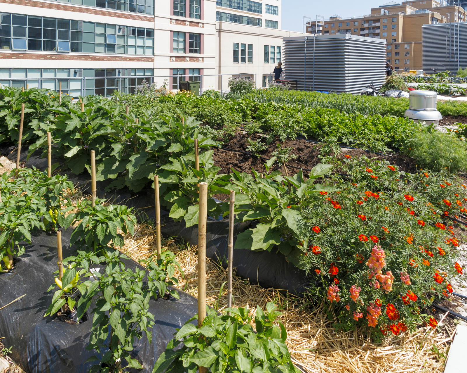 Growing vegetables on roof of urban building. Image Credit: © Alisonh29 | Dreamstime.com. Growing vegetables on roof of urban building. Image Credit: © Alisonh29 | Dreamstime.com.