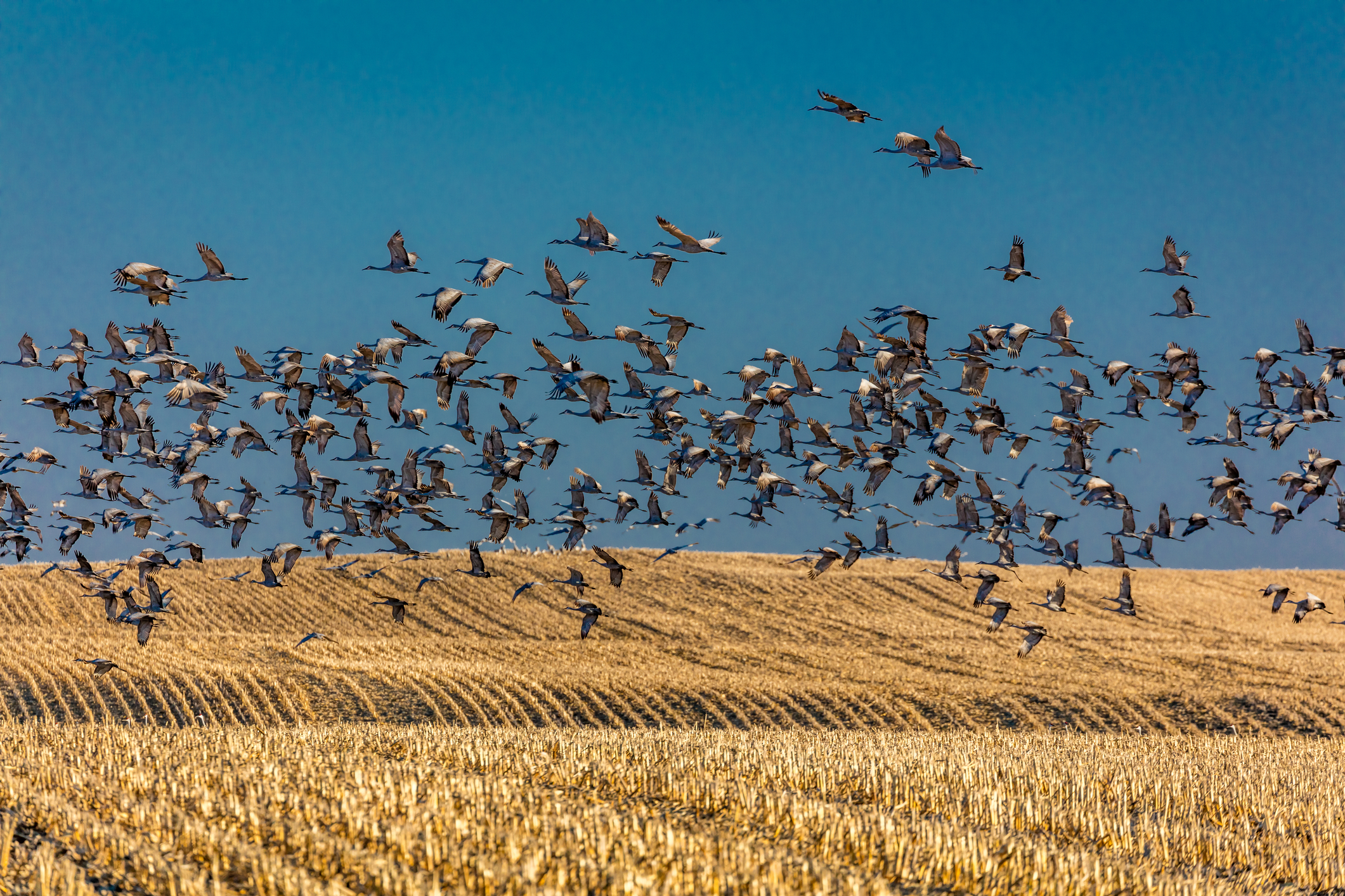 Migratory sandhill cranes fly over cornfield in Grand Island, Nebraska. Image Credit: © Joe Sohm, Dreamstime. Migratory sandhill cranes fly over cornfield in Grand Island, Nebraska. Image Credit: © Joe Sohm, Dreamstime.