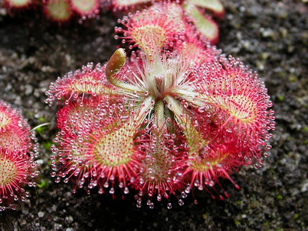 Species of the Week: sundew