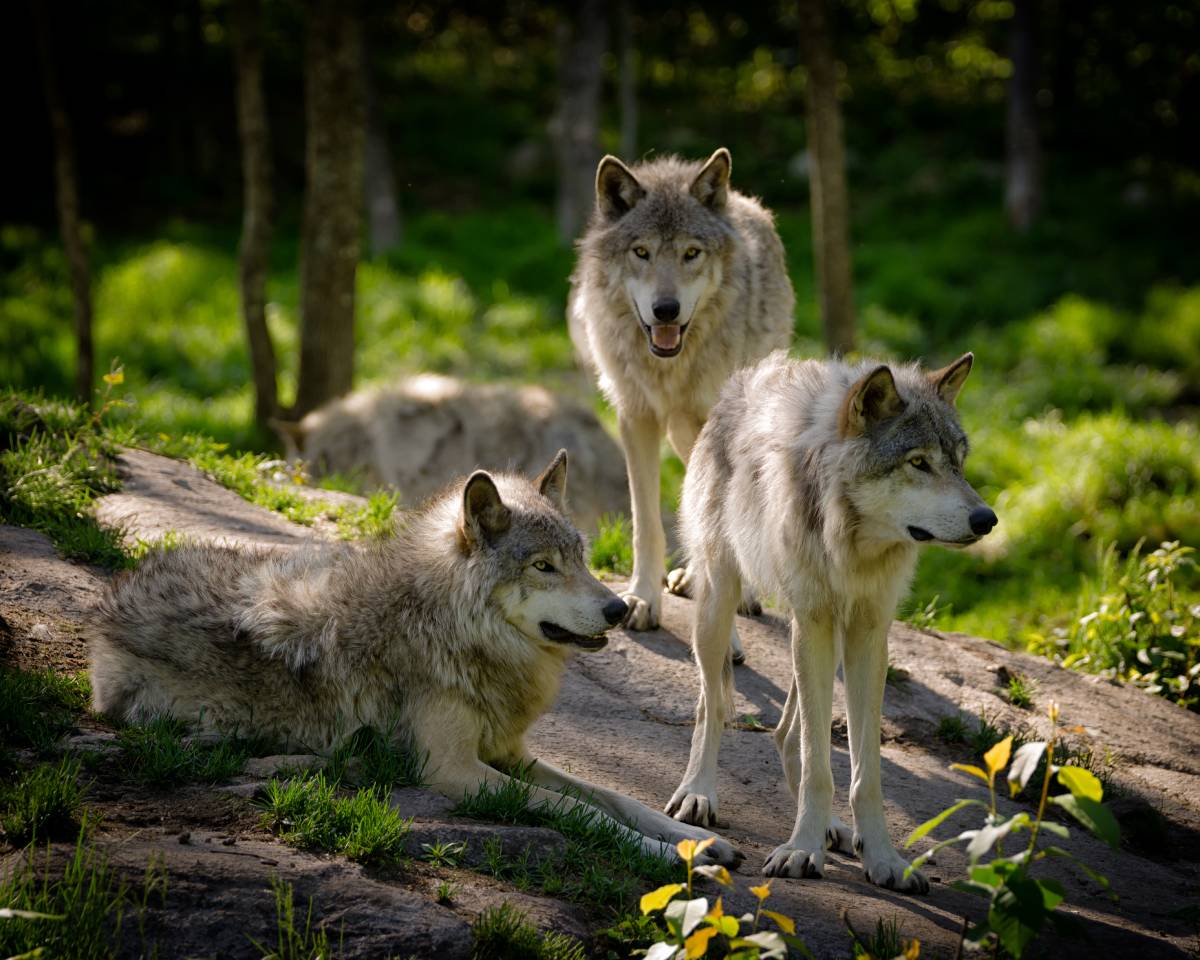 A pack of eastern timber wolves. A pack of eastern timber wolves. Image credit: GatorDawg | iStockphoto