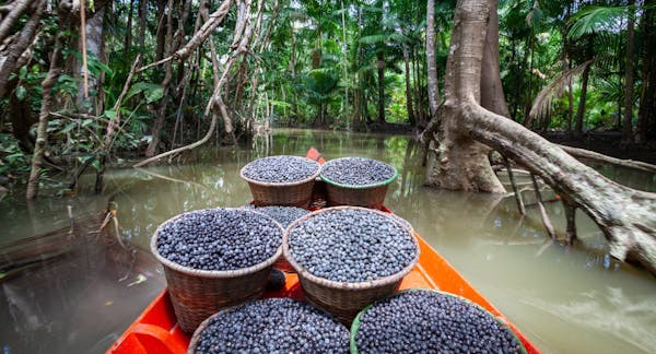 Perennial/Superfoods